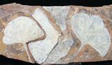 Spectacular Fossil Ginkgo Leaf Plate - North Dakota #15818-1